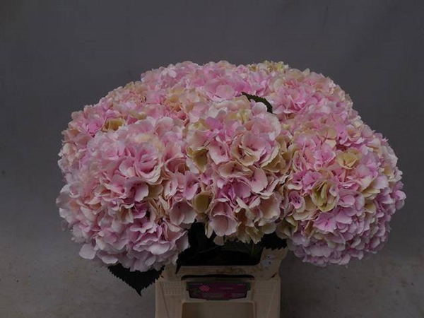 HORT. CHAMPAGNE 60 $$$