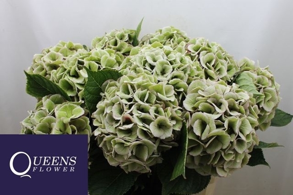 HORT. ROYAL LOVE CLASSIC 80CM