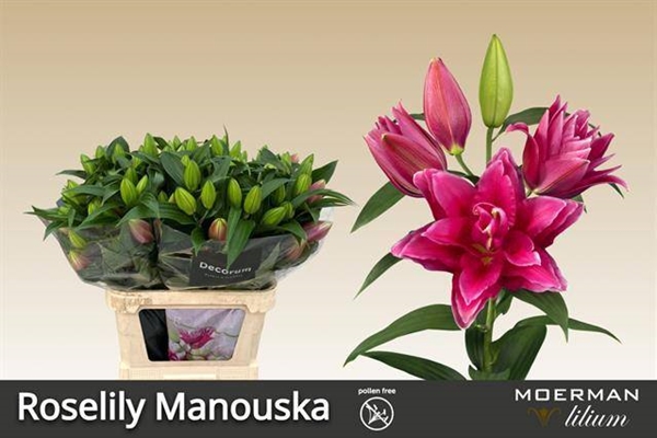 LYS ROSELILY MANOUSKA 35FL 90CM 4 F+