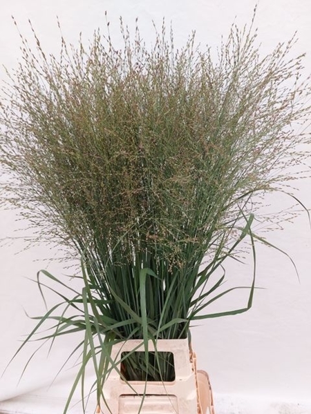 PANICUM