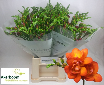 FREESIA MANDARINE $$$