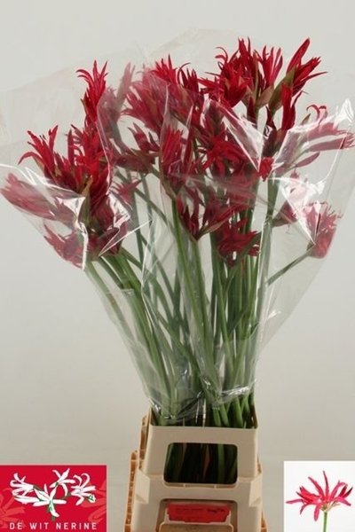 NERINE CO DESI 90CM