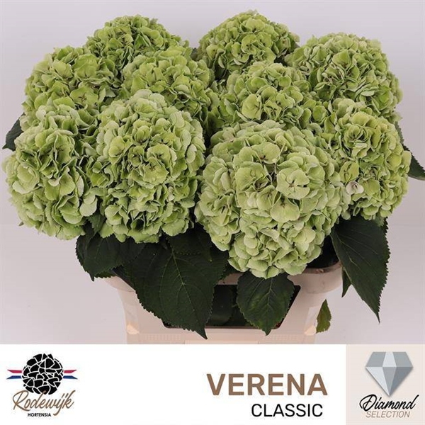 HORT. VERENA BLEU CLASSIC 80 $$$