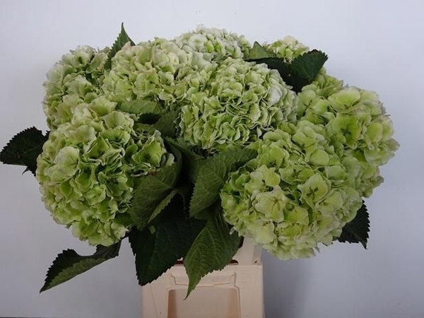 HORT. VERENA CLASSIC 65 $$$