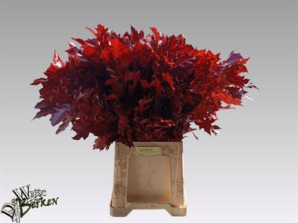 FEUILLE CHENE RUBRA KLB 80CM