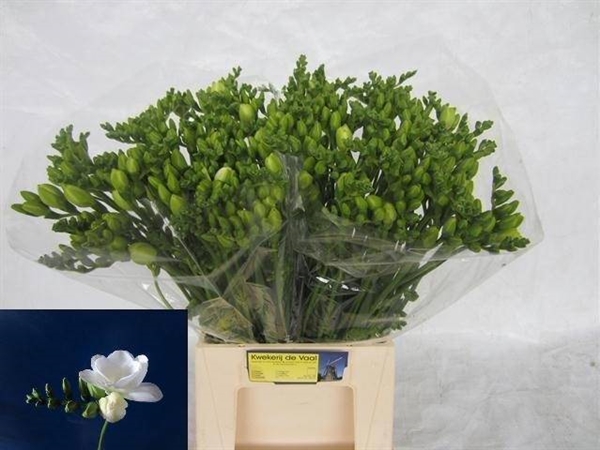 FREESIA ESSENCE $$$