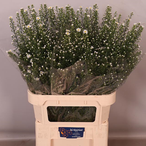 ASTER U MONTE CASSINO 90CM