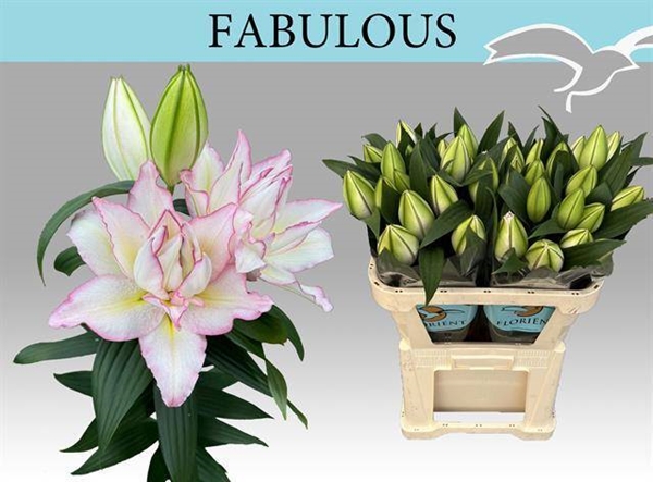 LYS OR DU 21FL 90CM 3 F+