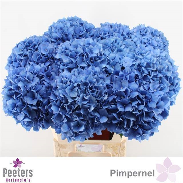HORT. PERNEL 80CM