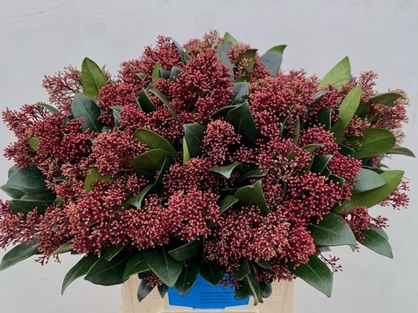 SKIMMIA J RUBELLA BOS 45CM