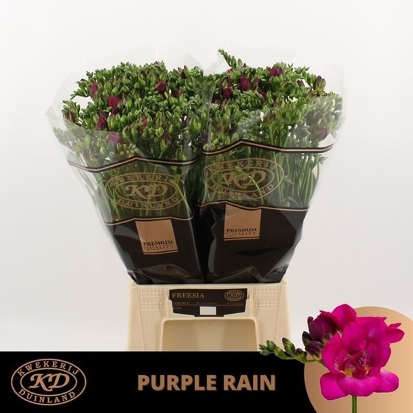 FREESIA PURPLE RAIN