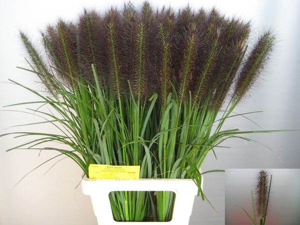 PENNISETUM PARADISE 80CM