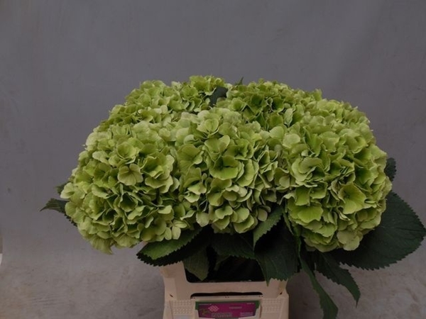 HORT. EMERALD VERT 60 $$$