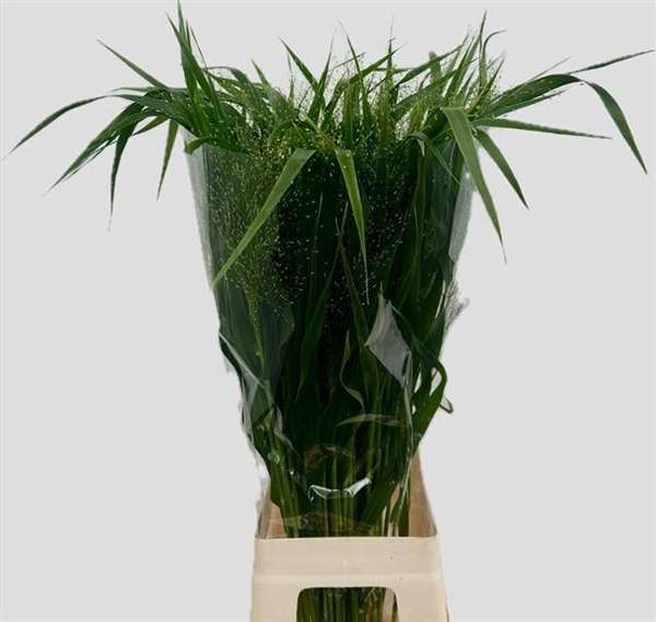 PANICUM FONTAINE 80CM