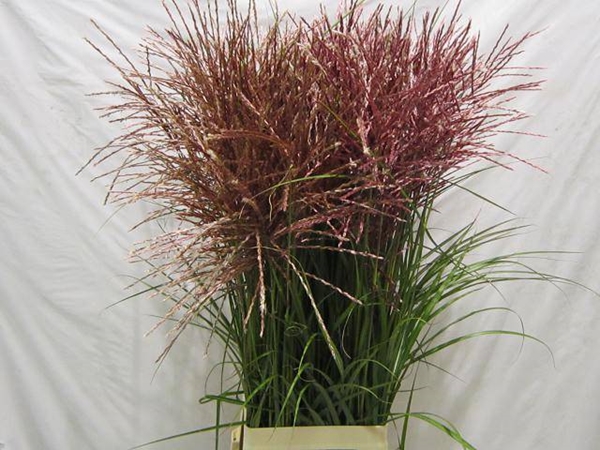 MISCANTHUS ROTFEDER 90CM