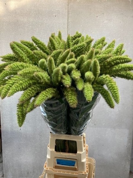 SETA IT VERT PEARL 90CM