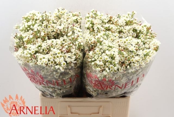 WAX ROMI ROSE MARLENE 60CM