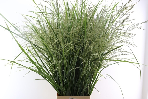 PANICUM AMARUM 130CM