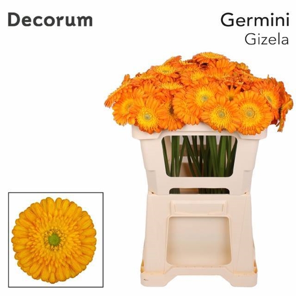 GERMINI AQUA X20 BRIDAL KIMSEY 50CM