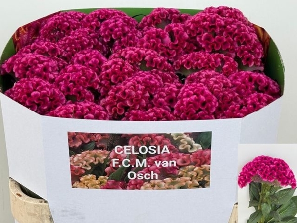CELOSIE ELECTRIC PINK 75CM
