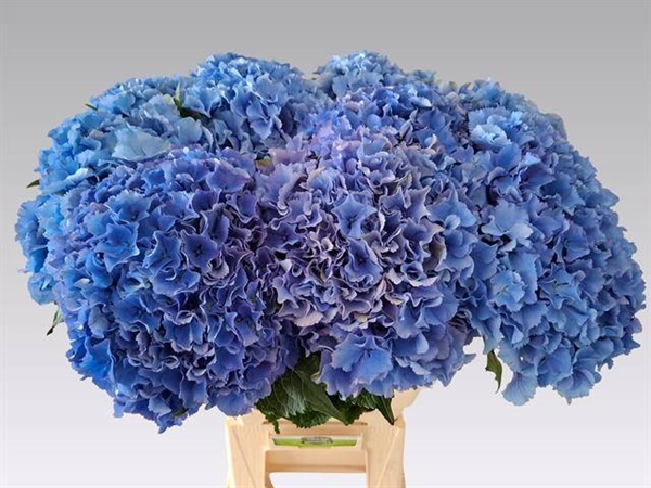 HORT. ROYAL PARADE 65CM