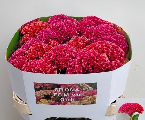 CELOSIE FASHION 75CM