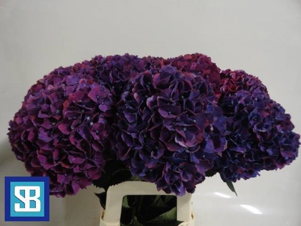 HORT. PINK RUBY 70 $$$