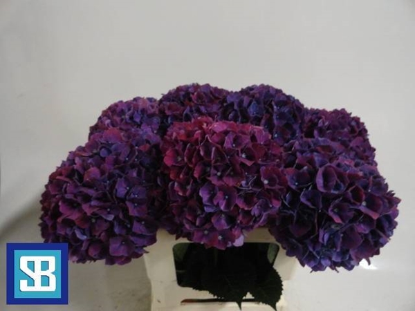 HORT. AUBERGINE 60 $$$