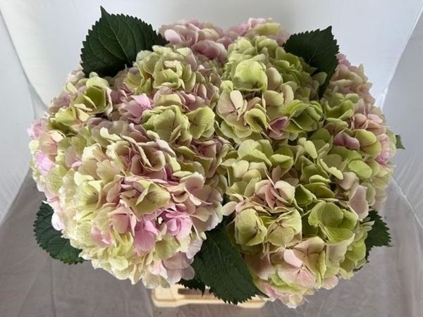 HORT. VERENA CLASSIC 60 $$$