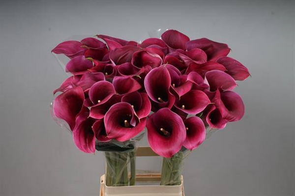 CALLA CAPTAIN PROMISE 80CM