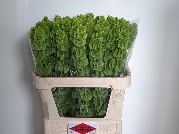 MOLUCCELLA STUK 80CM