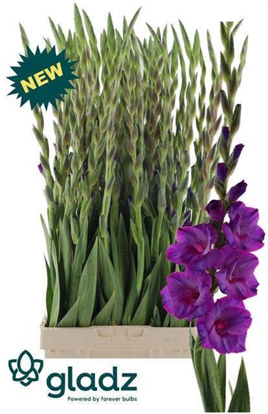 GLAIEUL DREAMY VIOLET 120CM