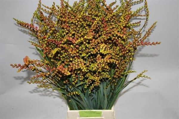 CROCOS BES 80CM