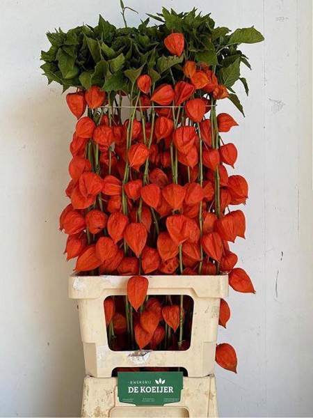 PHYSALIS TAK ORANGE 90 $$$