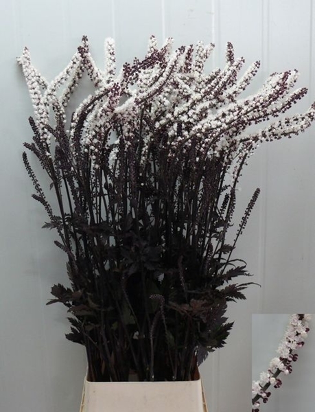 ACTAEA SIM BRUNETTE 140CM
