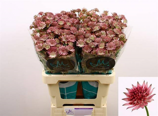 ASTRANTIA MAJOR ROMA 60CM