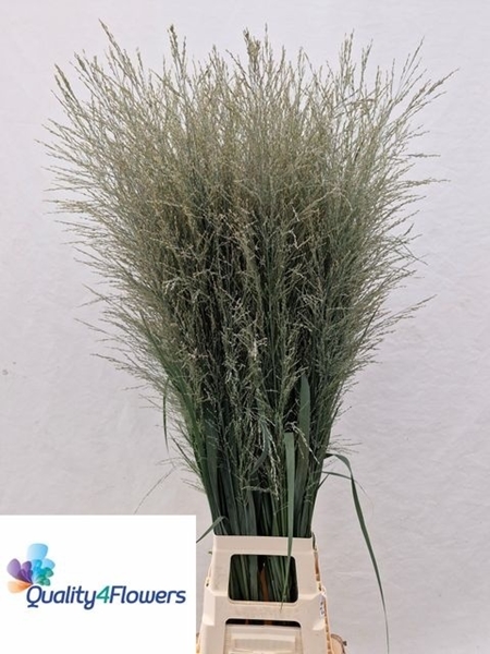 PANICUM VIR DALLAS BLUES 130CM A1