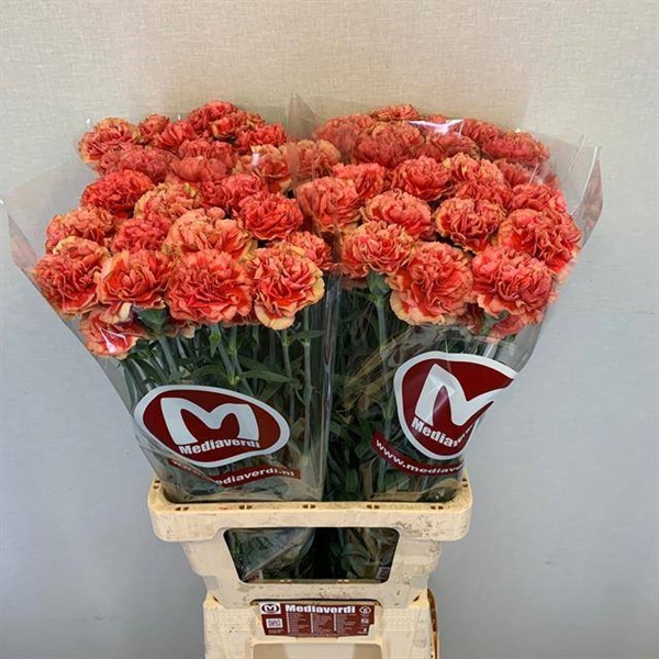 OEILLET  65CM
