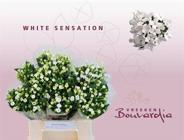 BOUVARDIA EN WHI SENSATION 40CM