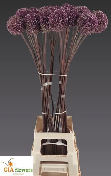 ALLIUM SUMMER DRUMMER 110CM