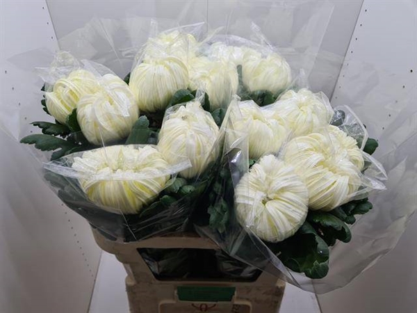 CHRYS. UNIF VIENNA WHITE 160G 80CM