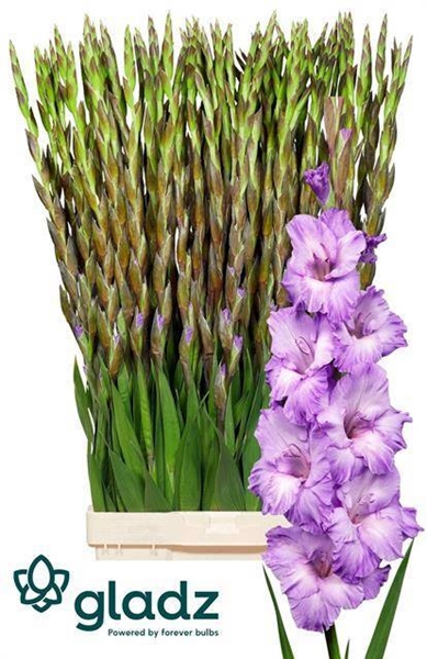GLAIEUL MILKA 130CM