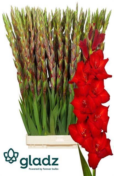 GLAIEUL RED BALANCE 120CM
