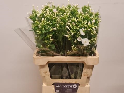 PHLOX DANIELLE 60CM