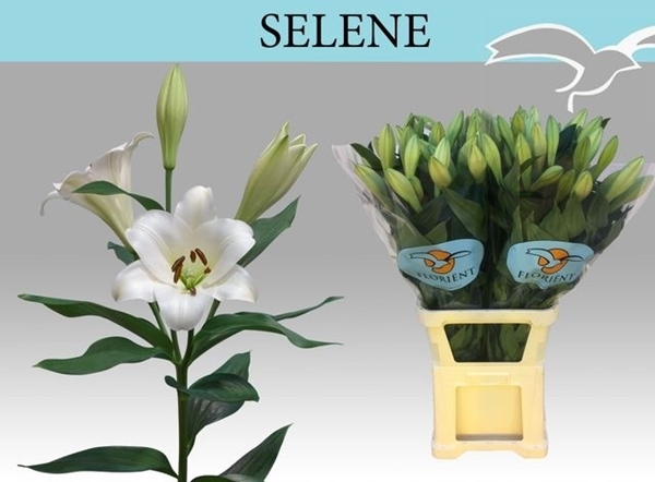 LYS LO SELENE 41FL 110CM 3 F+