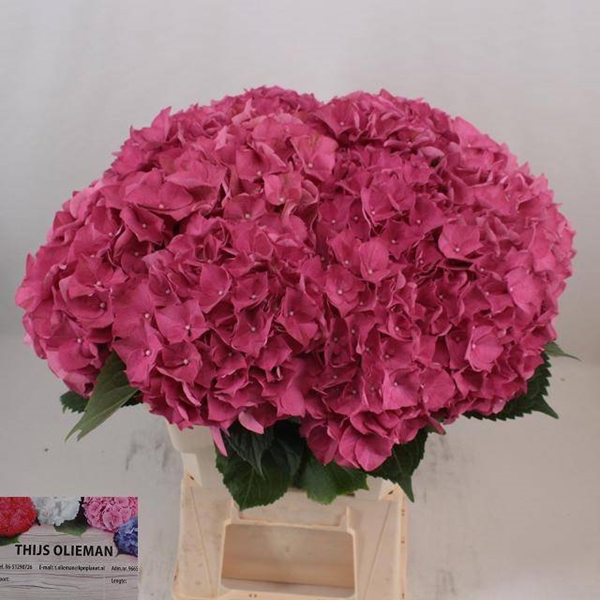 HORT. RODEO ROUGE 60 $$$