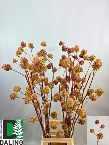GLYCYRRHIZA VRUCHT 100CM
