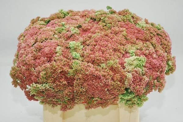 SEDUM SPECTABILE ROSE 55CM