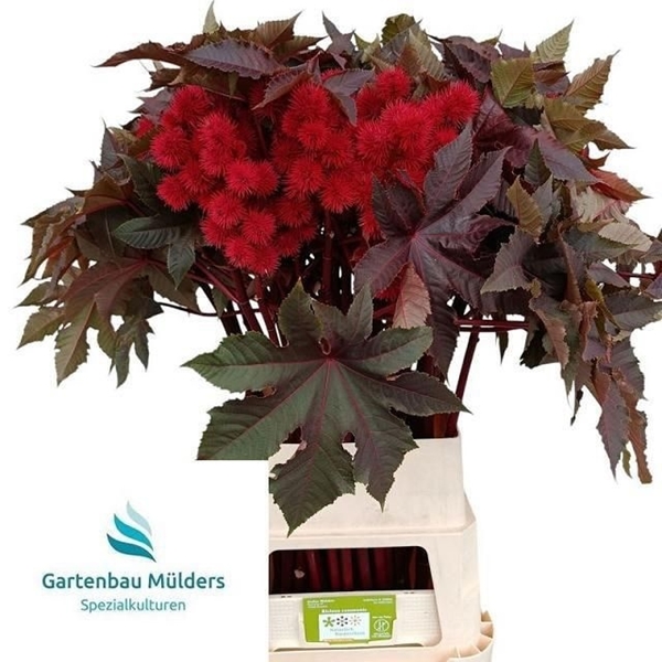 RICINUS COM ALA 100CM
