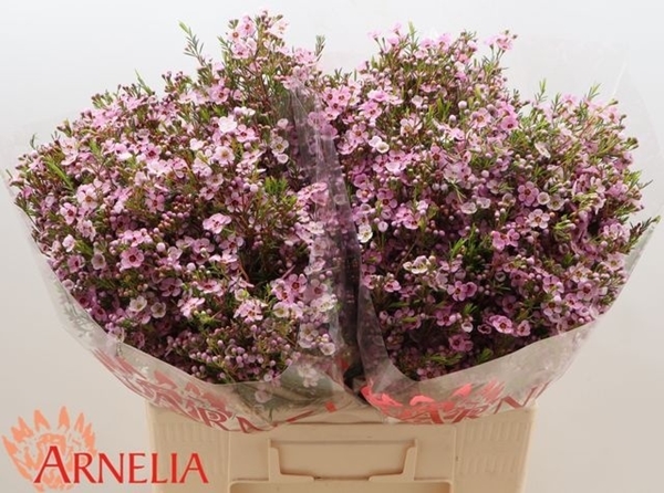 WAX ROMI ROSE UN KERRYN 60CM